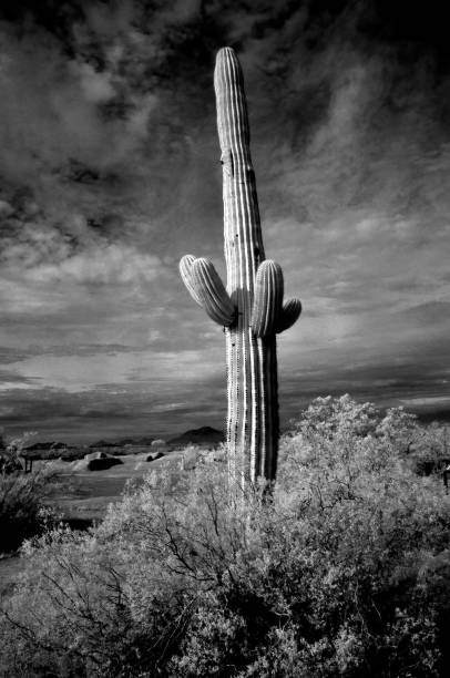 istock Infrared Saguaro Cactus Sonora desert Arizona 1892126811
