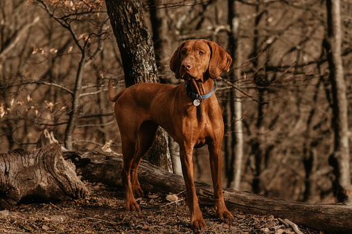 Purebred Hungarian Vizsla dog in blue collar walking in forest on sunny day. Beautiful golden-rust colored Magyar Vizsla in the woods, active hungarian pointer between bare trees.
