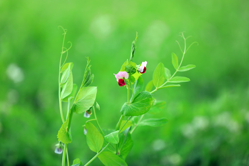 Red pea flowers in farmland, North China