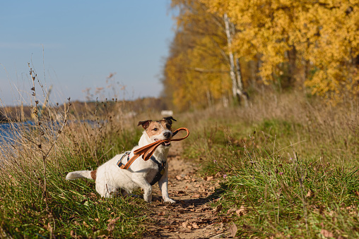 Jack Russell Terrier dog walking in nature