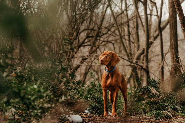istock Hungarian Hunting Dog During Walk in Forest 1892130743