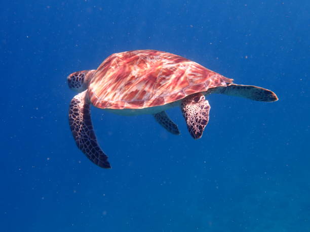 istock Sea turtle in Gili Trawangan 1892143688