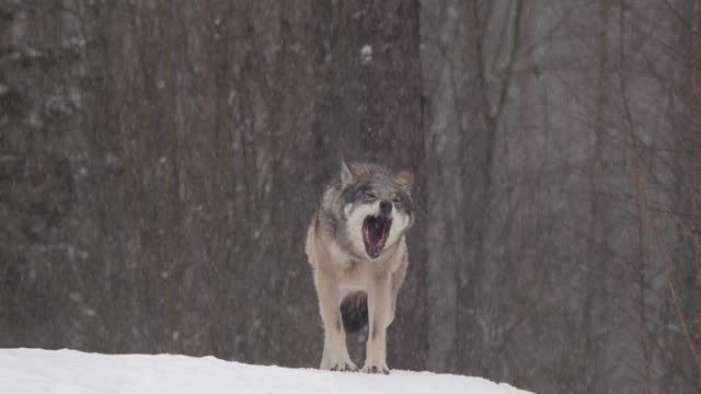 Wolf yawns, rolls around in snowing
