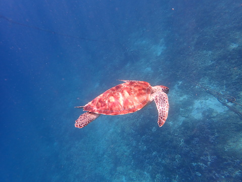 Sea turtle in Gili Trawangan