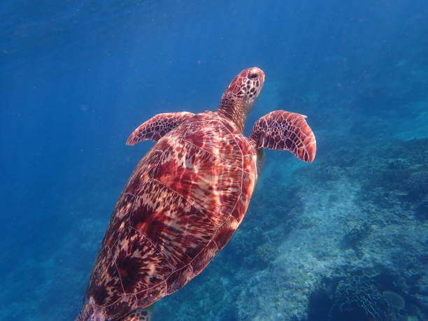 istock Sea turtle in Gili Trawangan 1892144749