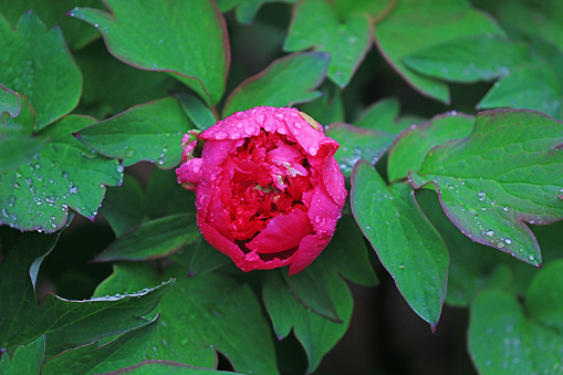 Red rose flower bloom in the garden
