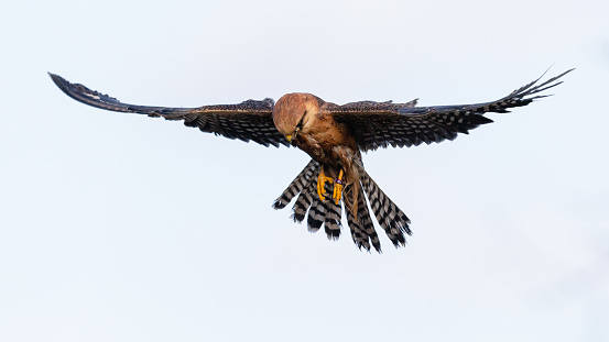 Daytime close-up of a single, female, red-footed falcon (Falco Vespertinus) praying with spread wings and head turned down against a clear sky
