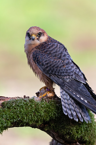 Daytime side view close-up of a single, female, red-footed falcon (Falco Vespertinus) perched on a mossy bark, with her head turned and looking to the camera
