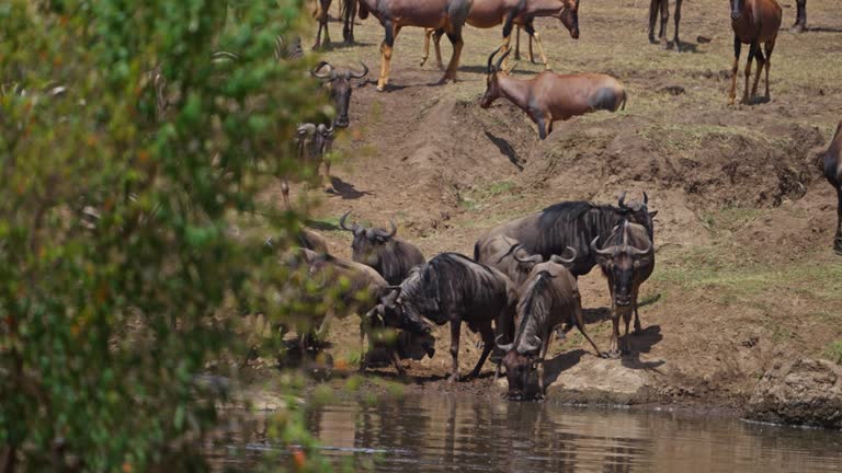 Wildebeest drinking water from the Mara river before crossing it