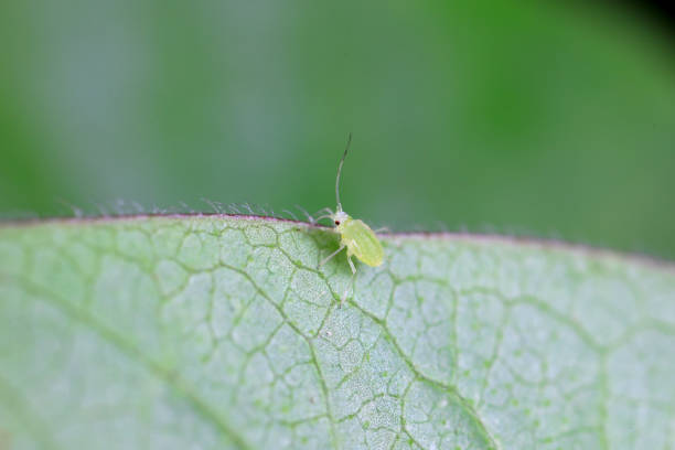 Tiny Monarch Butterfly Egg On A Common Milkweed Leaf