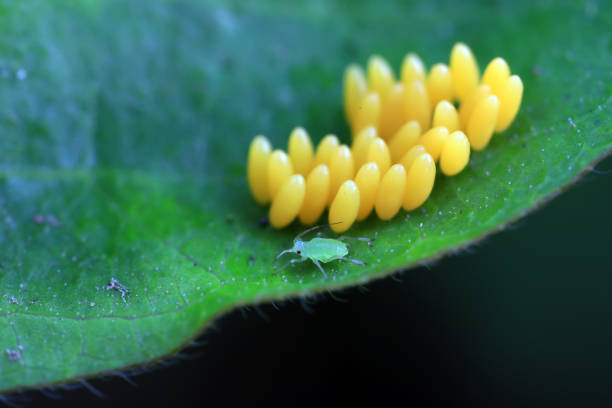 istock Aphids crawling on ladybird eggs, North China 1892157636