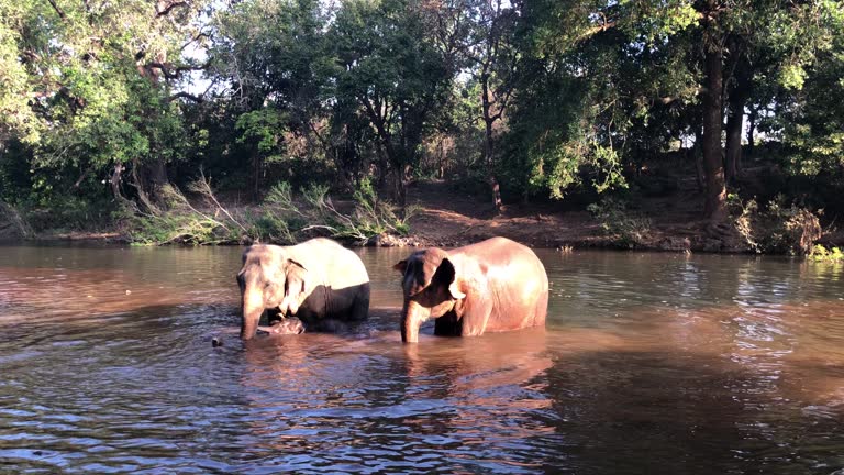 Elephant Bath Time