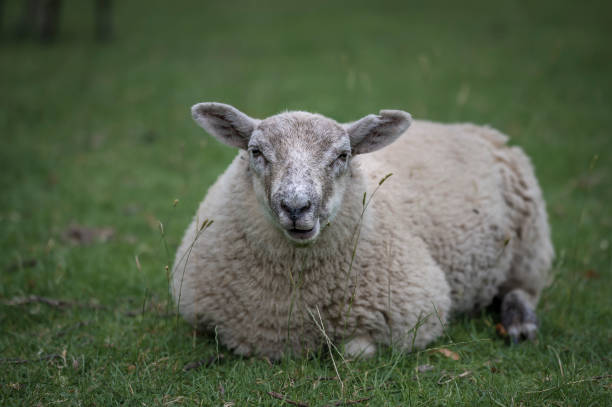 istock A single sheep, lying on the grass, eating, while looking directly at the camera 1892180165