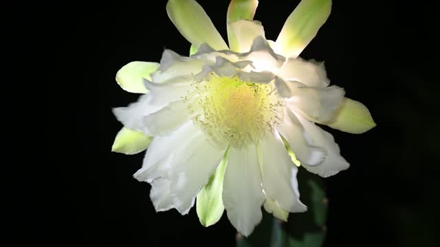 Cereus jamacaru (Queen Of The Night) which blooming perfectly in the middle of the night with white beautiful petals and yellow pollen.