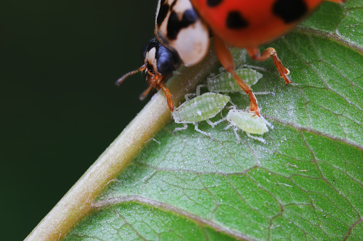Aphids crawling in front of predators, dangerous scene, North China