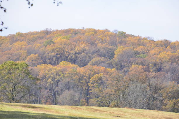 istock Autumn Trees On The Hill 1892186996