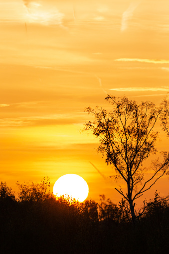 Early morning close-up of the sun rising behind trees at a Dutch nature reserve with a moody yellow/orange sky