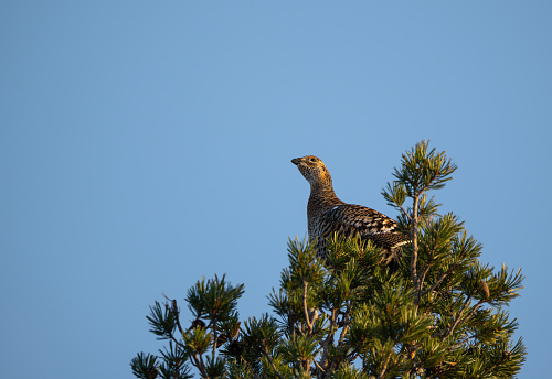 A black grouse hen sitting atop a pine-tree during winter, gamebird during hunting season