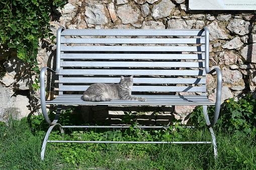A cat on a park bench in an Italian village.