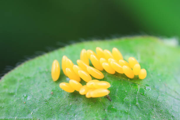istock Harmonia axyridis eggs on green leaves, North China 1892198583