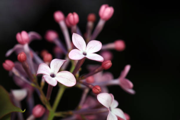 istock Beautiful lilac flowers in the park 1892204406