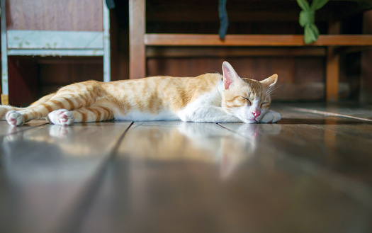 Orange cat sleeping on the wooden floor at home