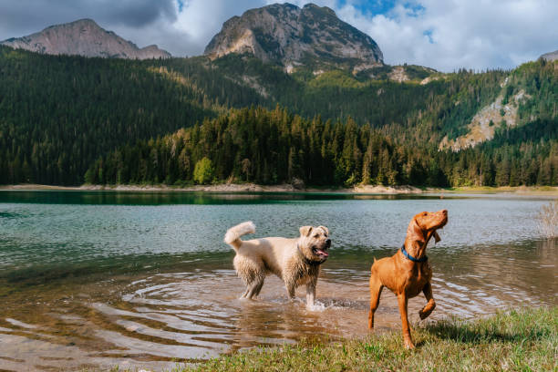 istock Two Happy Dogs Playing in Mountain Lake 1892232700
