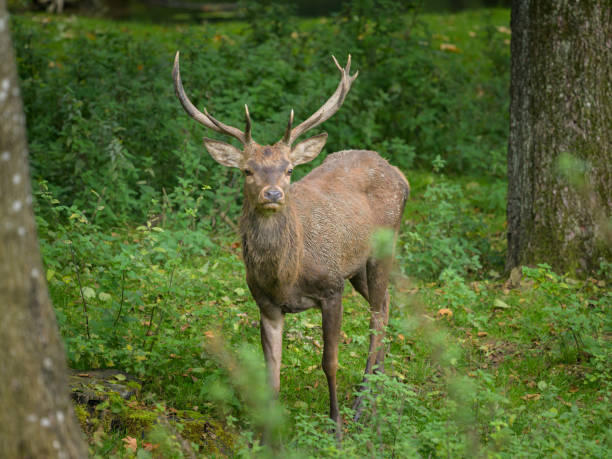 istock A stag in a park in autumn 1892249638
