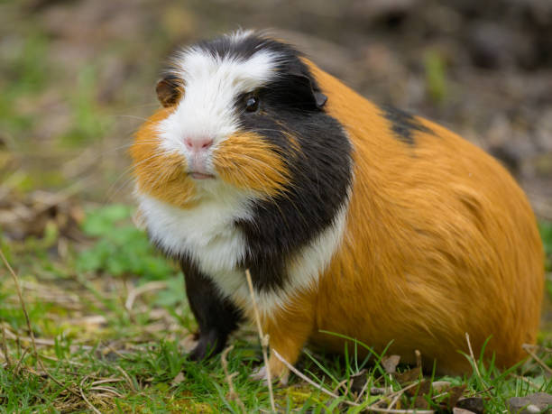 istock A beautiful guinea pig eating in the garden 1892249961