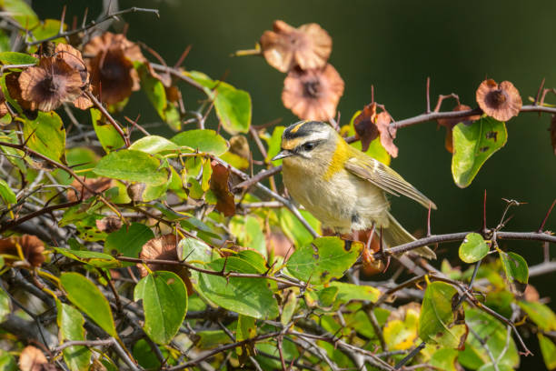 A Common Firecrest sitting on a bush A Common Firecrest sitting on a bush, sunny day in autumn in Cres (Croatia) regulidae stock pictures, royalty-free photos & images