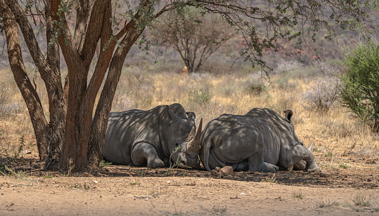 White rhinos in Namibia, Africa