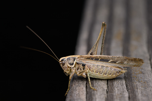 A brown bush cricket (Tessellana veyseli) sitting on wood, summer in Vienna (Austria)