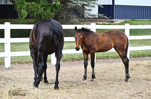 Blackish mare grazing while brownish colt stands nearby.