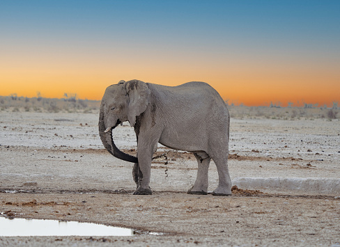 Elephant at sunset in the wild
