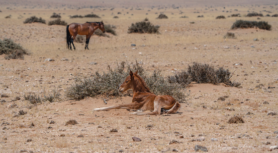 Young desert horse in Namibia, Africa