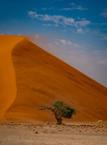 duna de areia 45 em sossusvlei no deserto da namíbia. áfrica - dusk shadow dry sandbar - fotografias e filmes do acervo