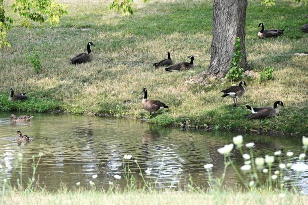 istock Geese by the Pond 1892258906