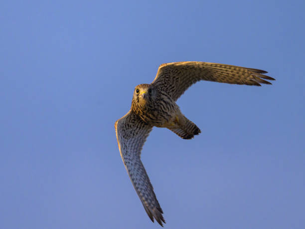 istock A Common Kestrel in flight on a sunny day in summer 1892258907