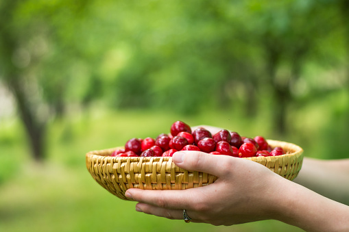 Woman holding bowl of cherries at summer.  Outdoor photo, defocused background.