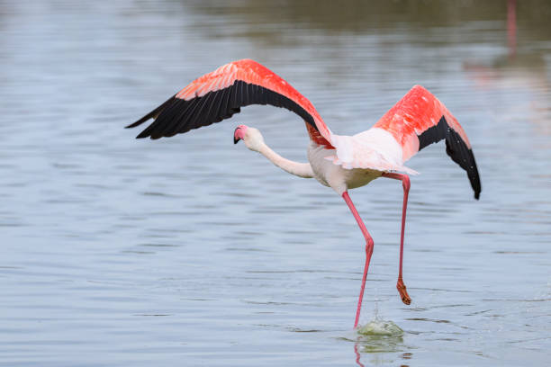 istock A Greater Flamingo running for take off 1892264687
