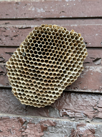Empty wasp nest on the wall winter time