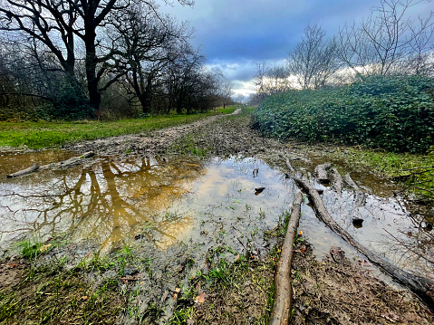 Trees reflected in a puddle on a muddy path in Epping Forest, Walthamstow, East London. December 2023