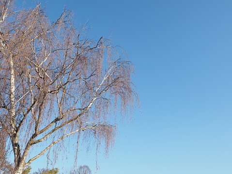 Weeping willow blowing in the wind on an autumn day in Connecticut