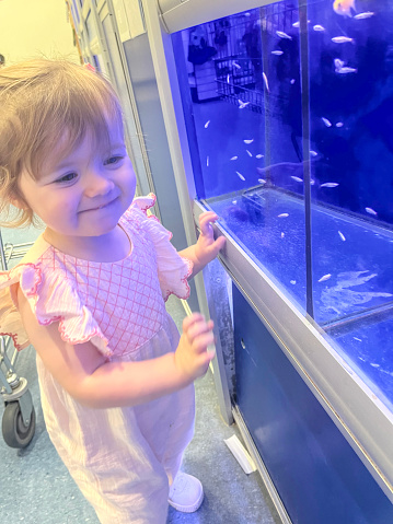 Toddler looking at tropical fish tank