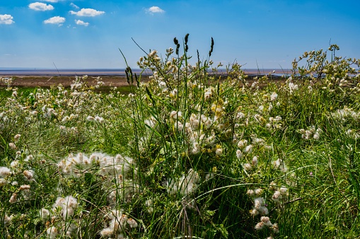 Cottongrass growing by the coast and blue skies