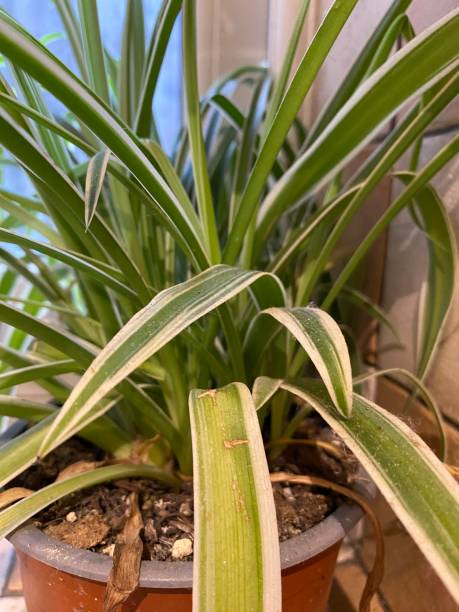 istock Natural Green Plant with Long Semi Thin Leaves in Pot in Kitchen Oxygen Chlorophyll Light Dark Photo Spikes Nature 1892324775