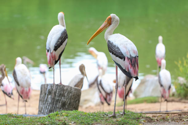 istock The Painted Stork bird (Mycteria leucocephala) in garden 1892357201