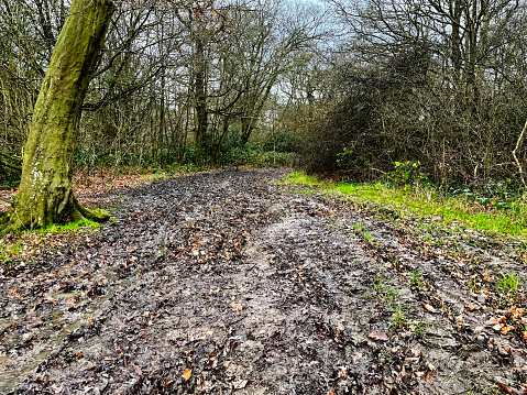 Muddy path in Epping Forest after heavy rain. December 2023