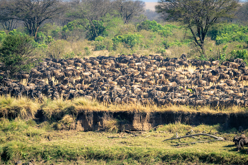 Blue wildebeest gather on riverbank in sunshine