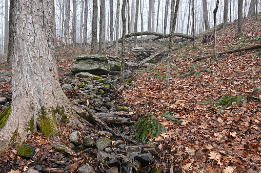 Sugar maple tree (Acer saccharum) in New England stream bed on foggy morning in early winter
